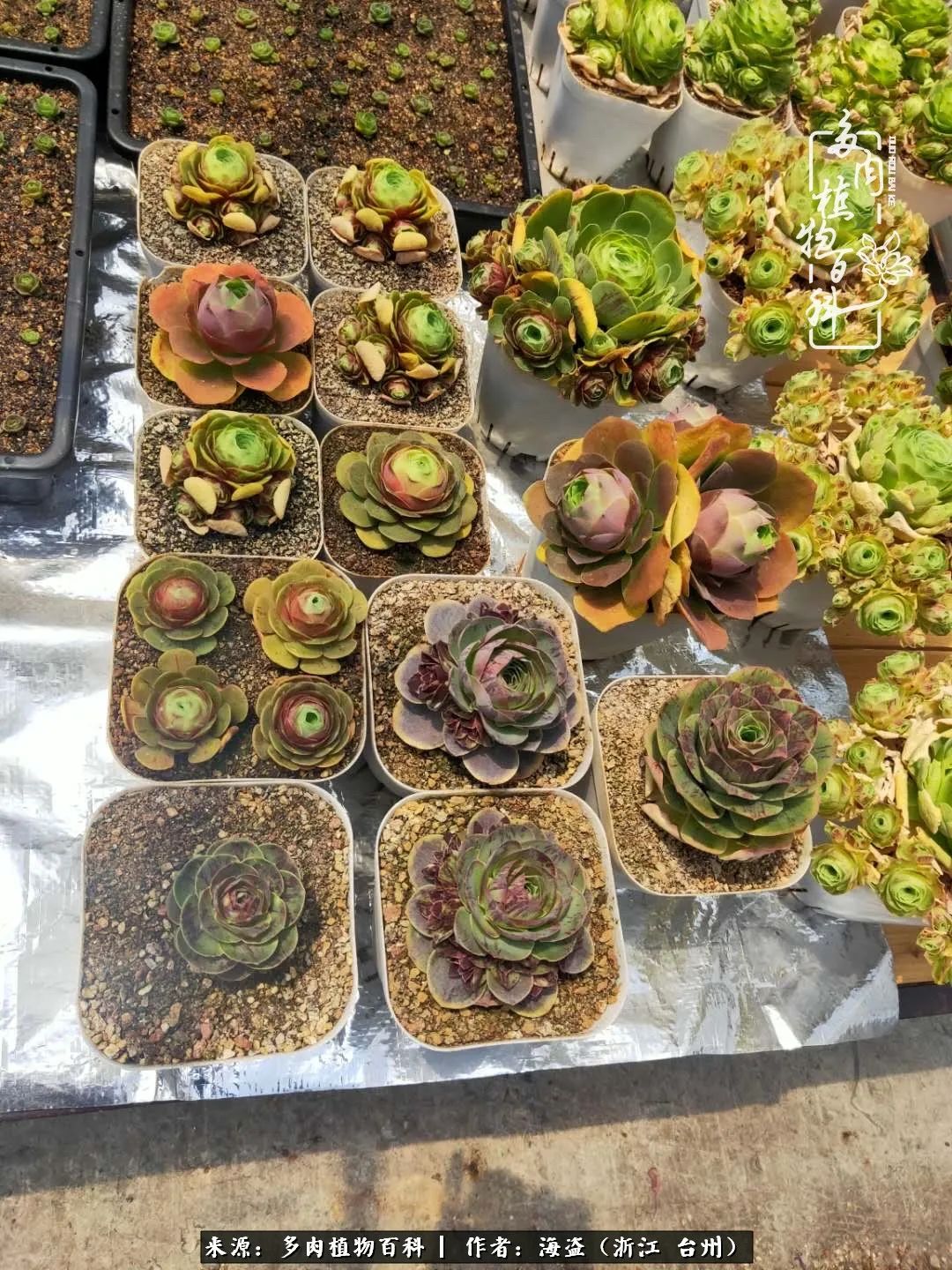 独爱玫瑰与法师！解密金老板和他的屋顶御花园