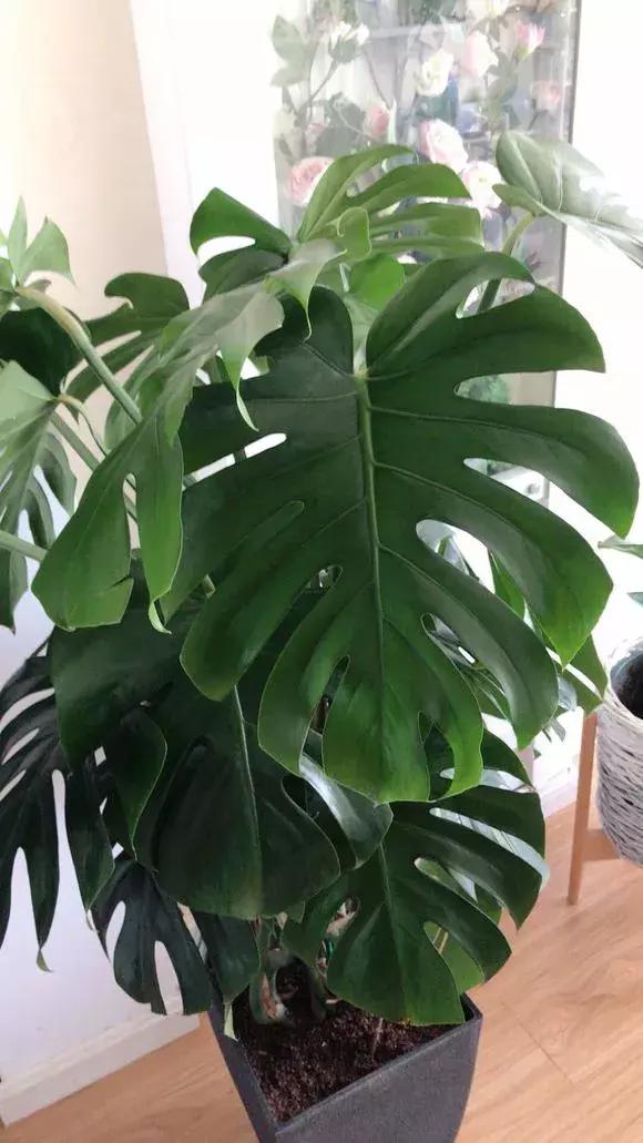 净化空气去甲醛的花是什么花,新房什么花吸甲醛最好最快