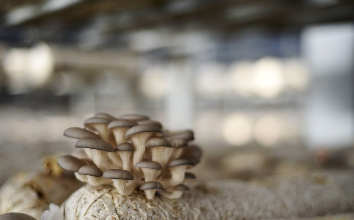 平菇种植注意事项有哪些,平菇种植注意事项和禁忌