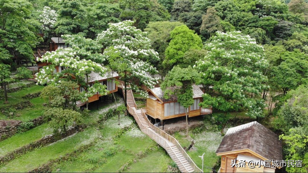 从化旅游景点大全樱花,从化樱花旅游景点