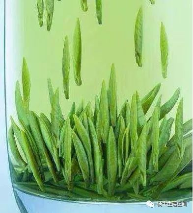 骑士说茶:峨眉山中的绿色精灵——竹叶青