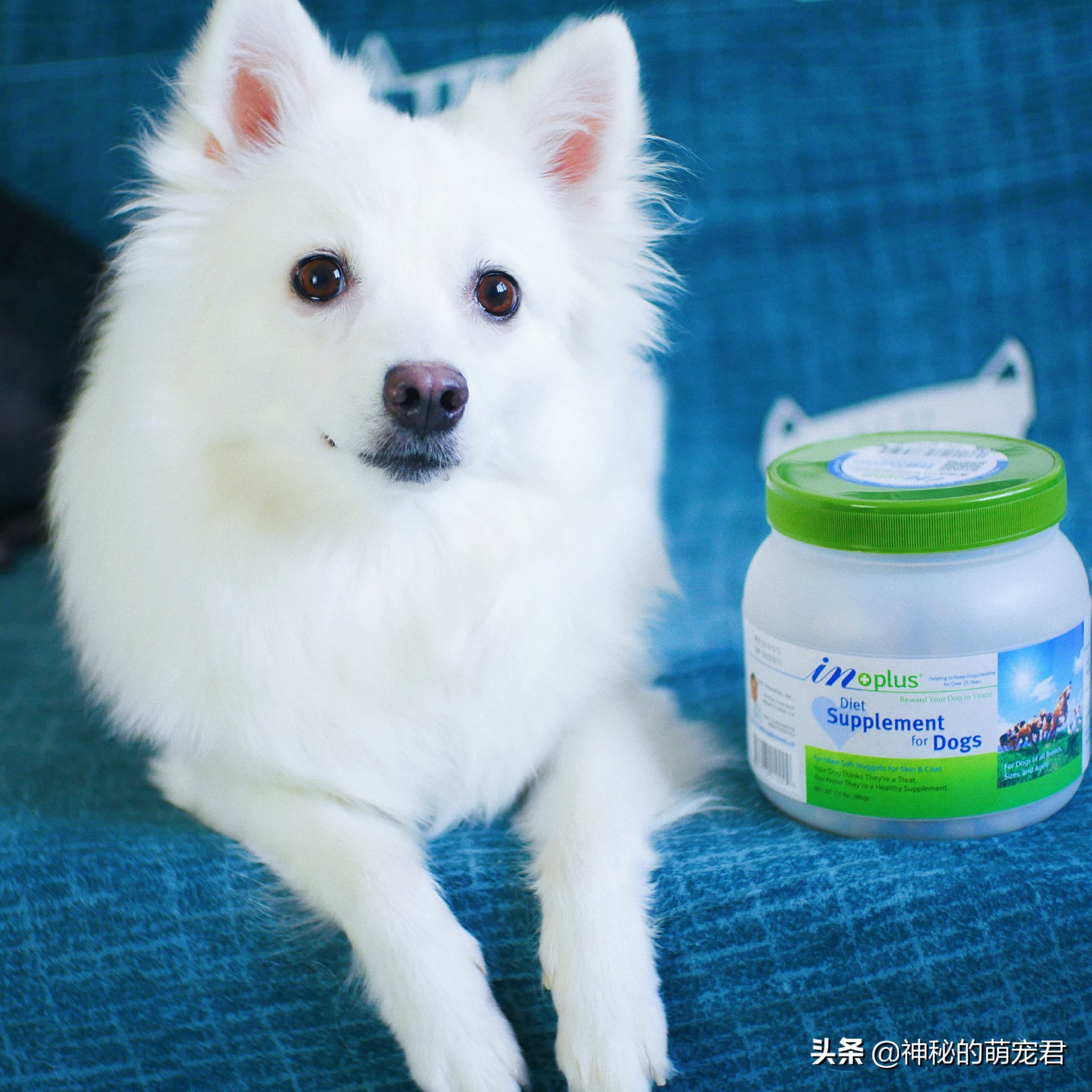 狗狗麦德氏卵磷脂,狗狗麦德氏卵磷脂一天吃多少粒