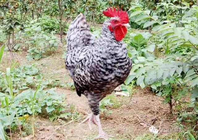 怎么样才能知道土鸡是什么样的,如何知道土鸡缺少什么营养
