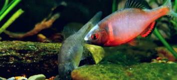 冷水鹦鹉鱼和锦鲤哪款更好养,锦鲤适合和哪些观赏鱼一块儿养