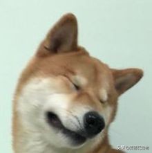 澳洲狗子吸毒,澳大利亚流浪狗