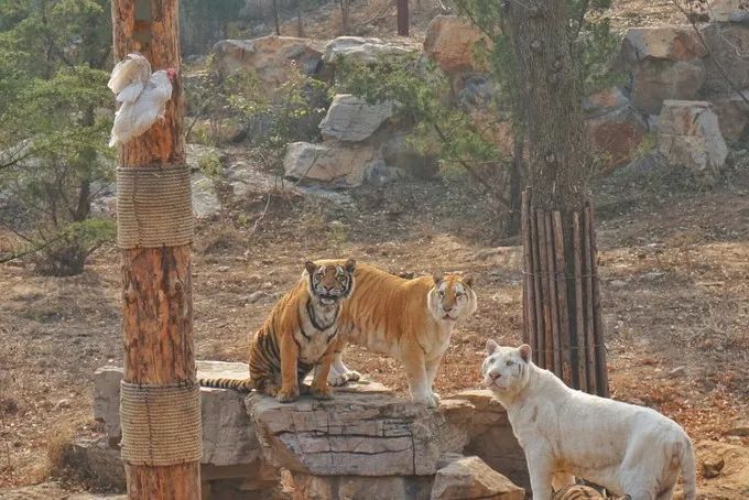 济南适合带娃去的公园,济南适合遛娃的景区