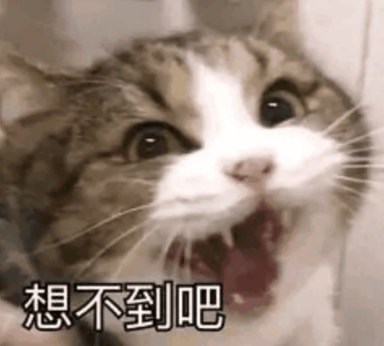 生活在宠物天堂的动物,在天堂的猫狗