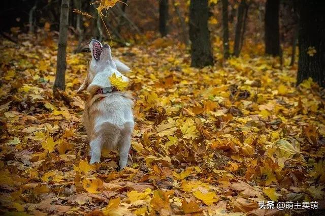 怎么判断柯基发情期了呢,柯基发情期特征