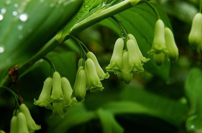 黄精列于草部之首，仙家以为芝草之类，以其得坤土之精粹