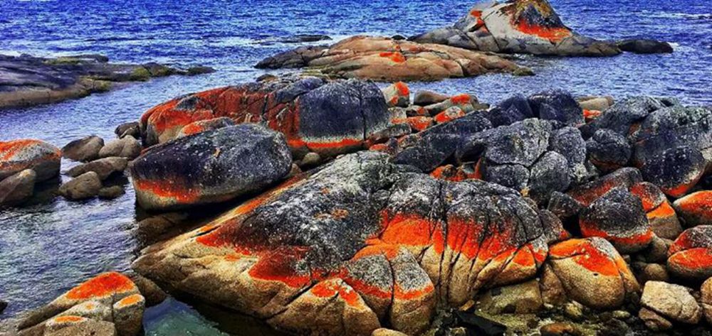 让人惊叹的动物有哪些,令人惊艳的17种动物绝对罕见