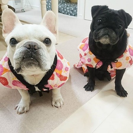 法斗犬和巴哥的区别,法斗和巴哥犬有什么关系