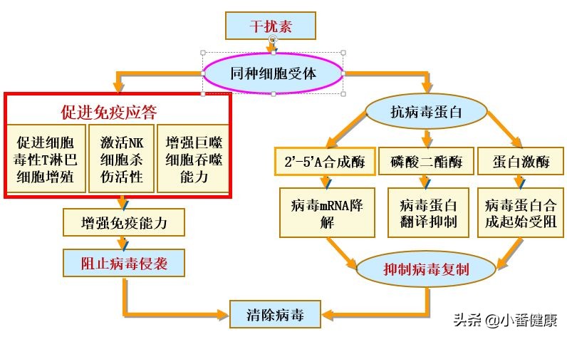 乙肝大三阳传染途径及防治方法,乙肝大三阳需要注意哪些问题