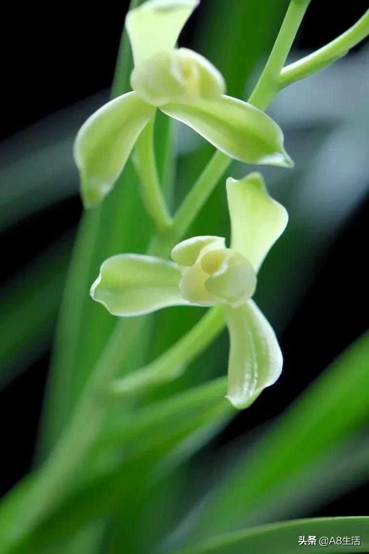 兰花生长习性图片,兰花的生长习性和简介
