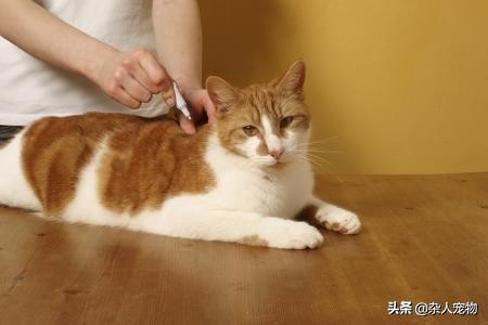 花露水可以驱猫猫身上的跳蚤吗,用什么给猫猫洗澡可以去掉跳蚤