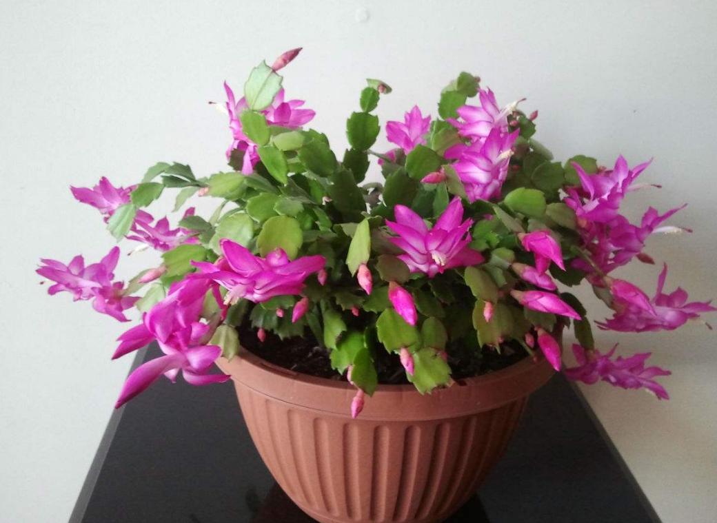 蟹爪兰最上面的叶片发软什么原因,蟹爪兰花期叶片发软怎么办