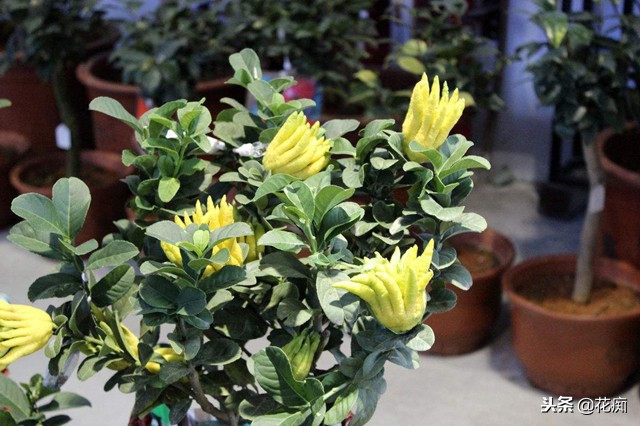 佛手绿植能养在家中吗,盆栽佛手挂果后怎么养护视频