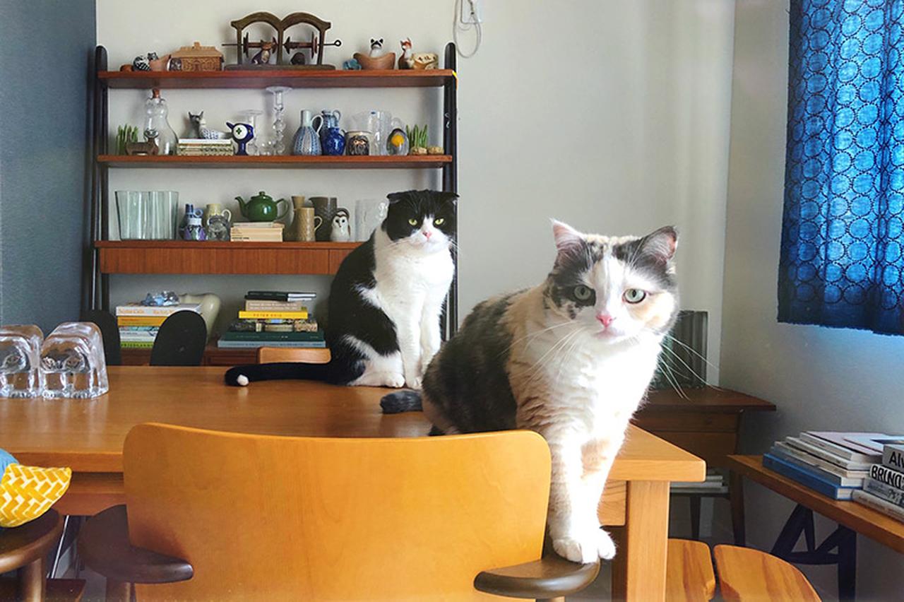 渡边有希美｜「日々猫々」与猫一起生活的日子
