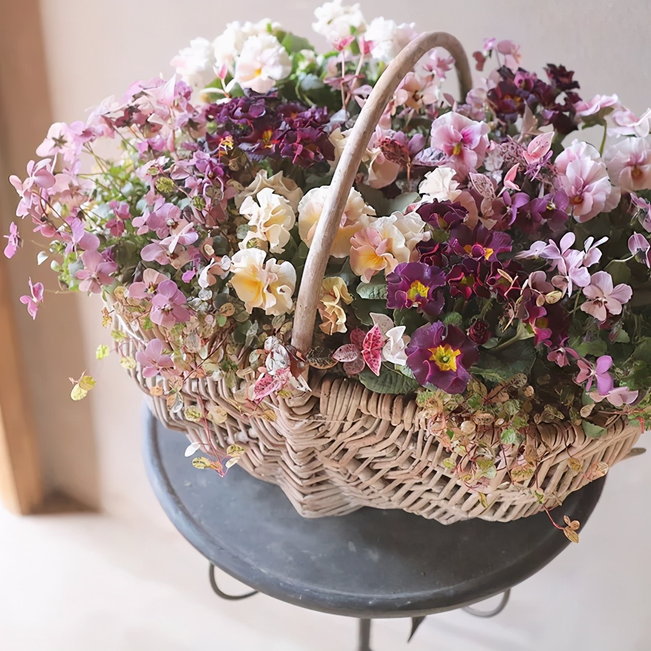 角堇和皱边角堇哪个花大,皱边角堇和穗边角堇的区别