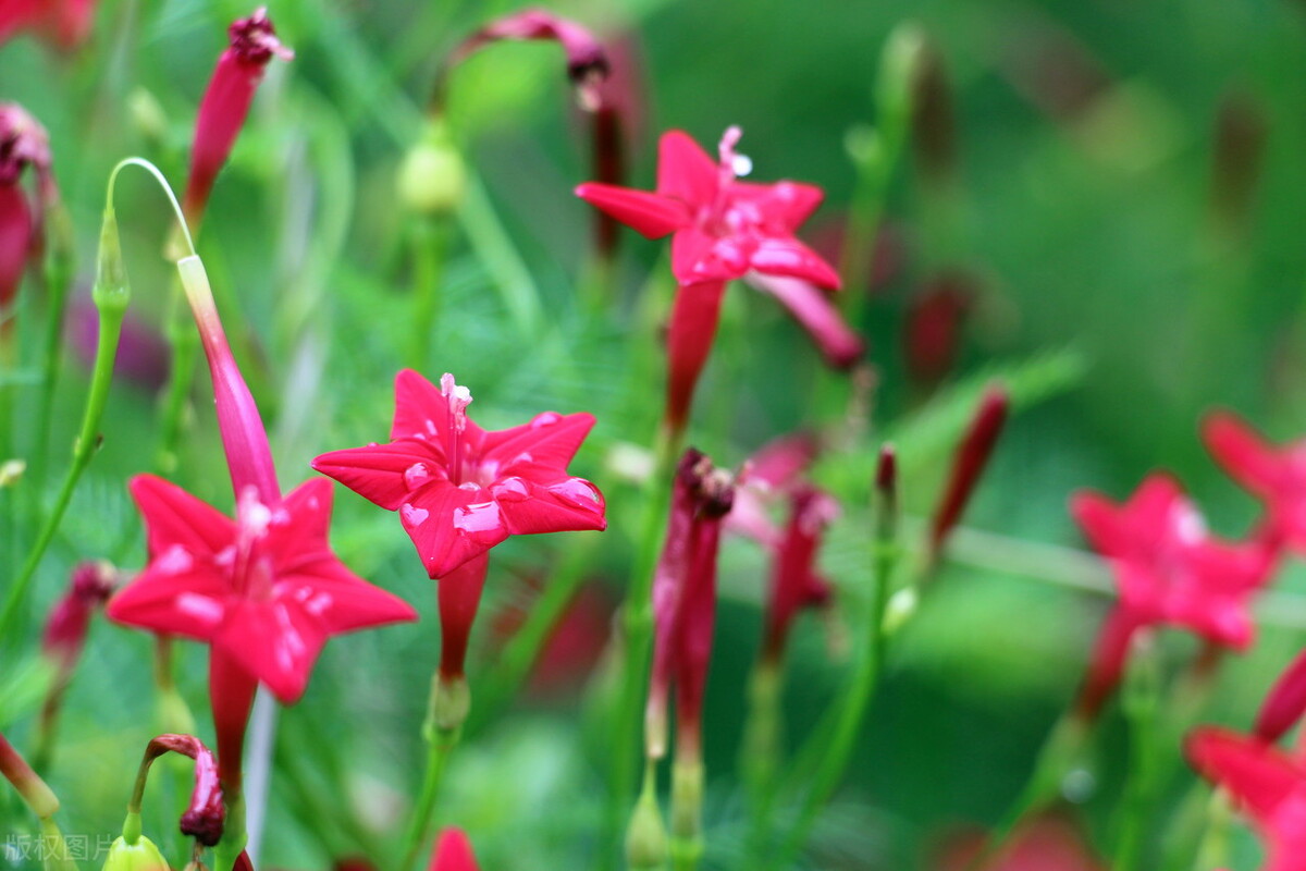 100种常见园林图鉴,列举20类不同的园林花卉