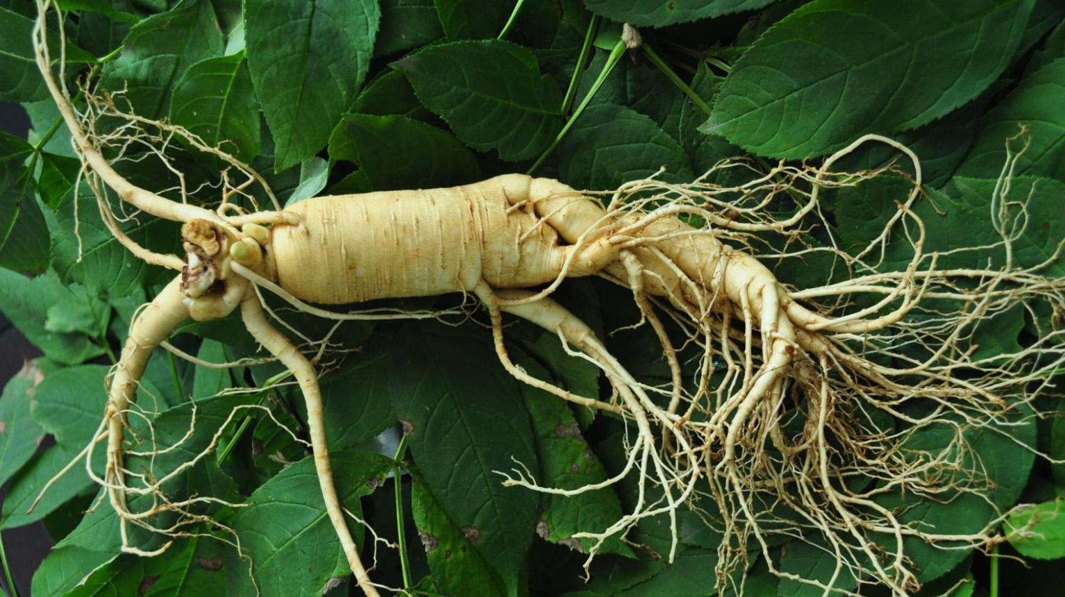 老人挖到近百斤亚洲人参葛根,参龄上千年的人参