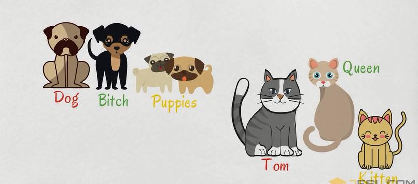 描述动物特征的英文词汇,动物英文词汇1000词