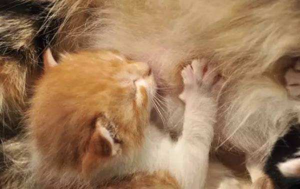 为什么猫咪会踩脚印呢,为什么猫咪会踩来踩去的