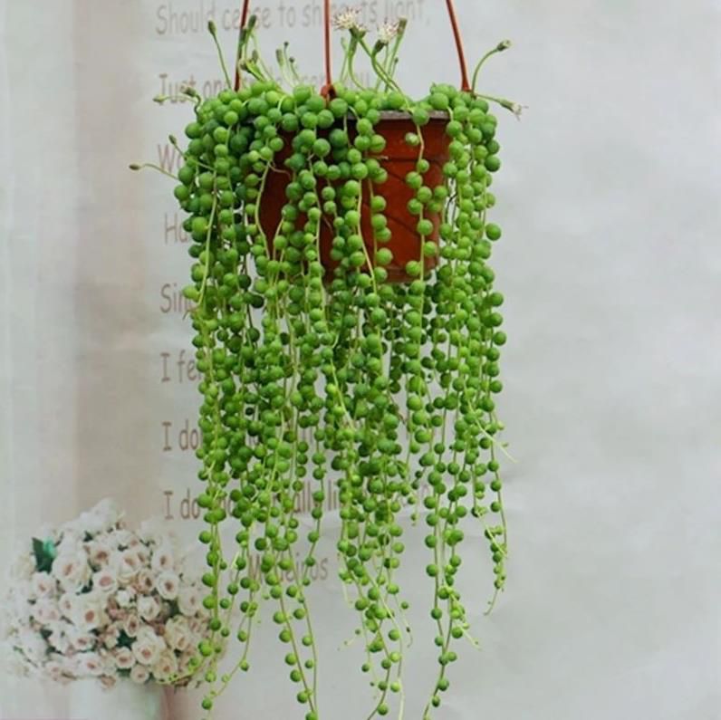 18种寓意好的花,18种花图片大全