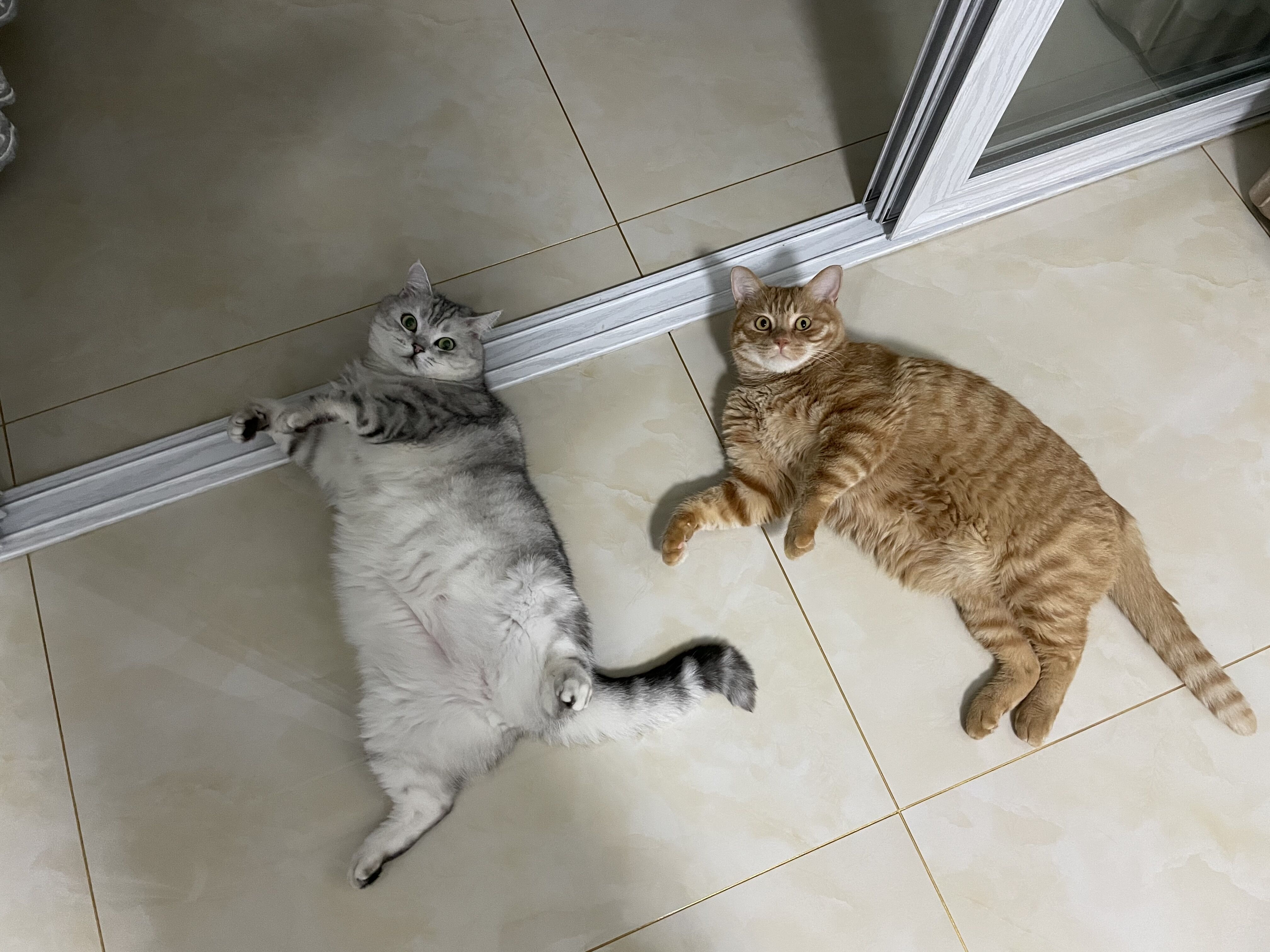 猫藓不可怕，对抗它需要的不仅仅是药物，更需要时间与耐心