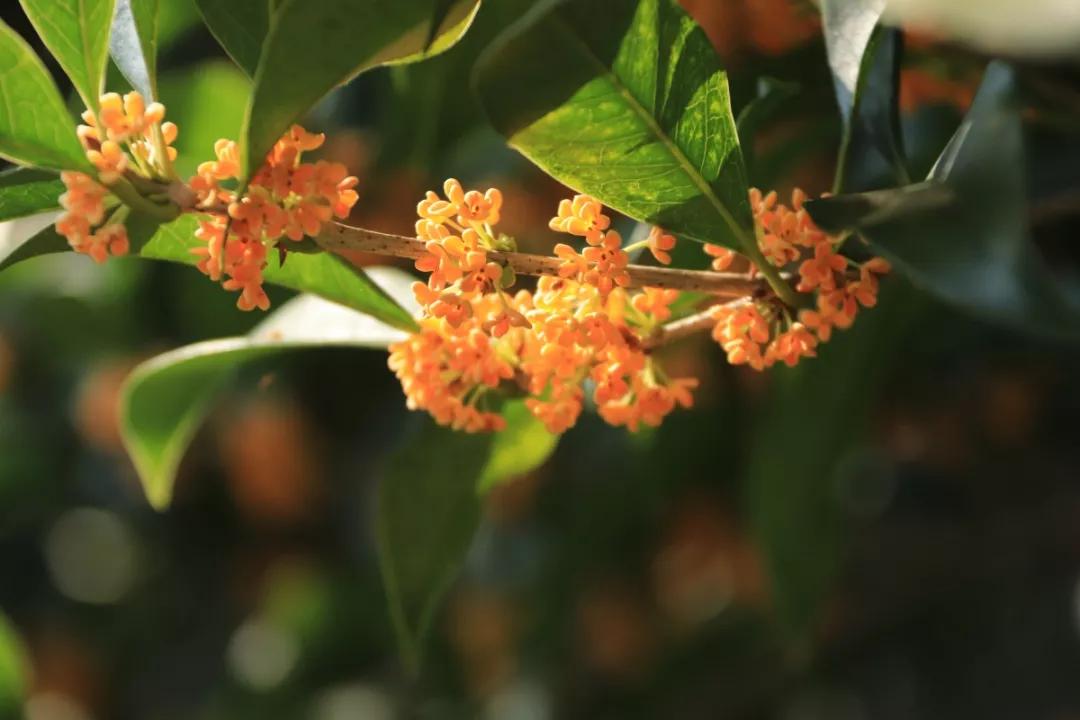 西湖最佳观景地,西湖边的一处幽静之地