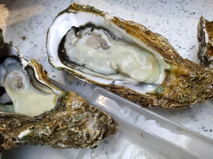 横琴最便宜的生蚝,珠海横琴生蚝推荐