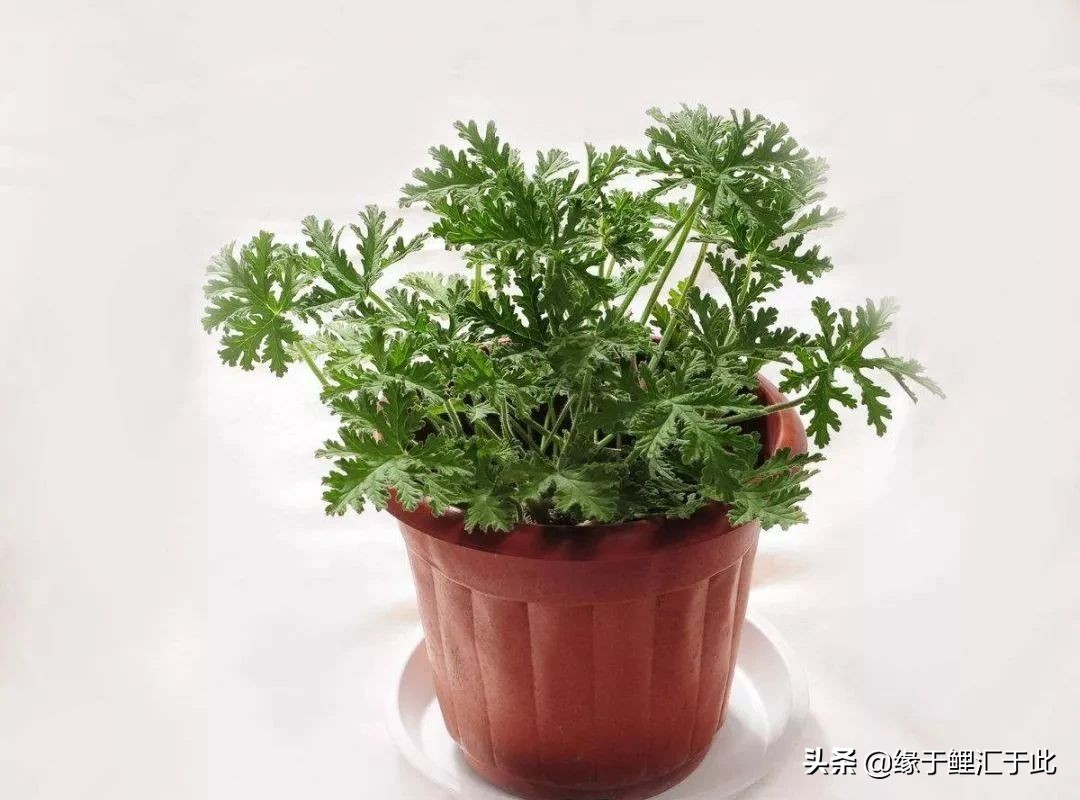 养鱼灭蚊虫最佳方法,养鱼驱蚊最好的方法