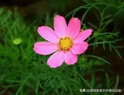 各种花的花语文案,花的花语100种