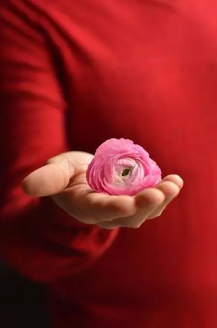 开玩笑送什么花合适呢,各种场合应该送什么花