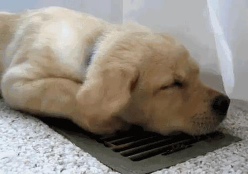 做好这5点让你收入翻倍,狗狗怎么养才能长寿