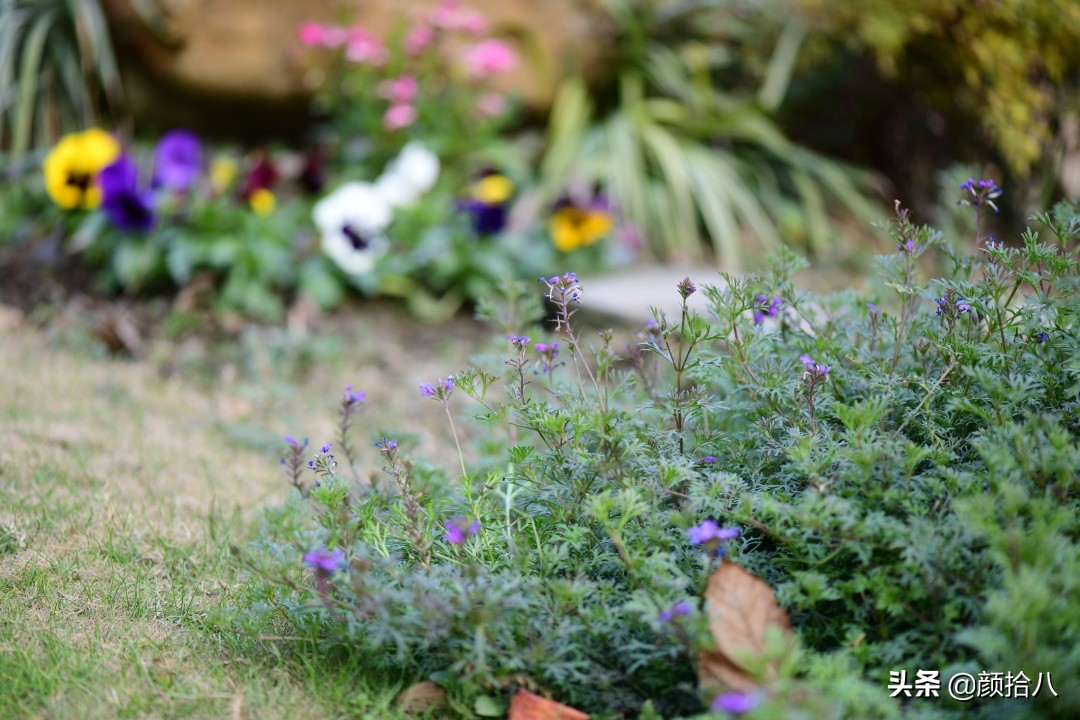 零下9度来袭，花园里的绿色是那么动人|园丁