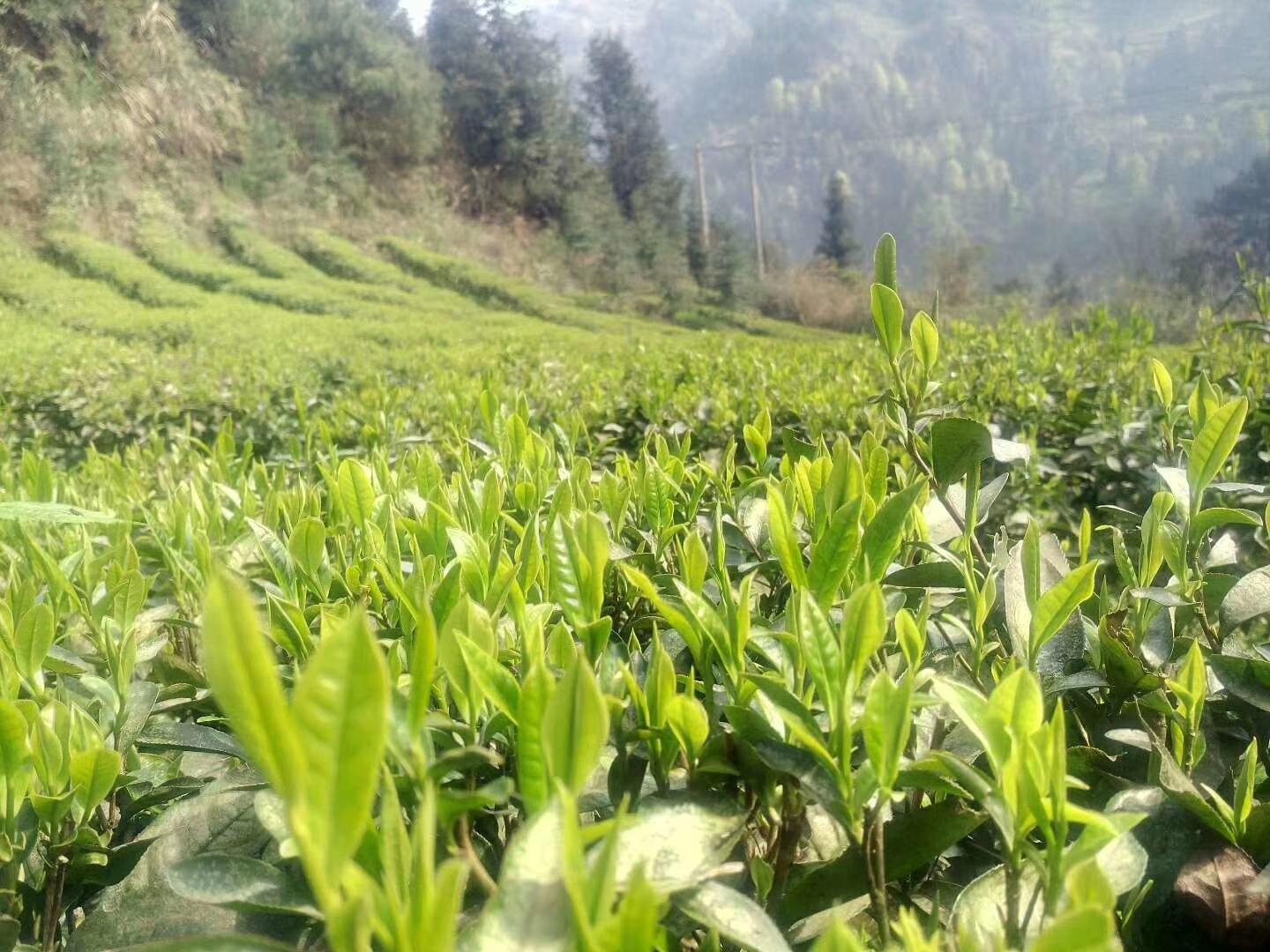 古丈毛尖是绿茶吗,古丈毛尖绿茶保质期