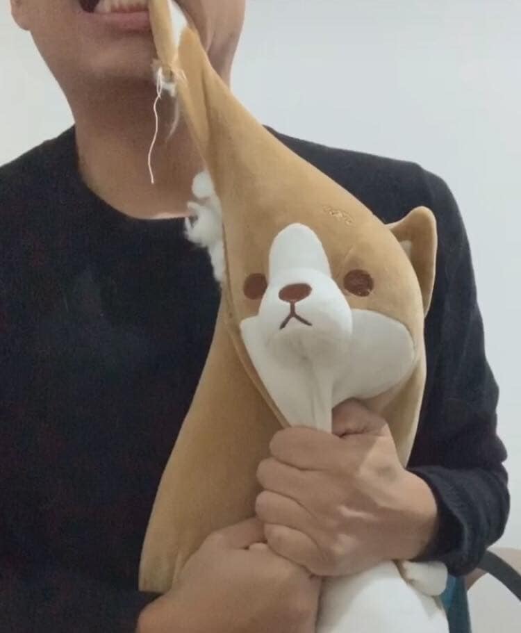 柯基犬咬主人脚,柯基咬黑狗猫猫反击