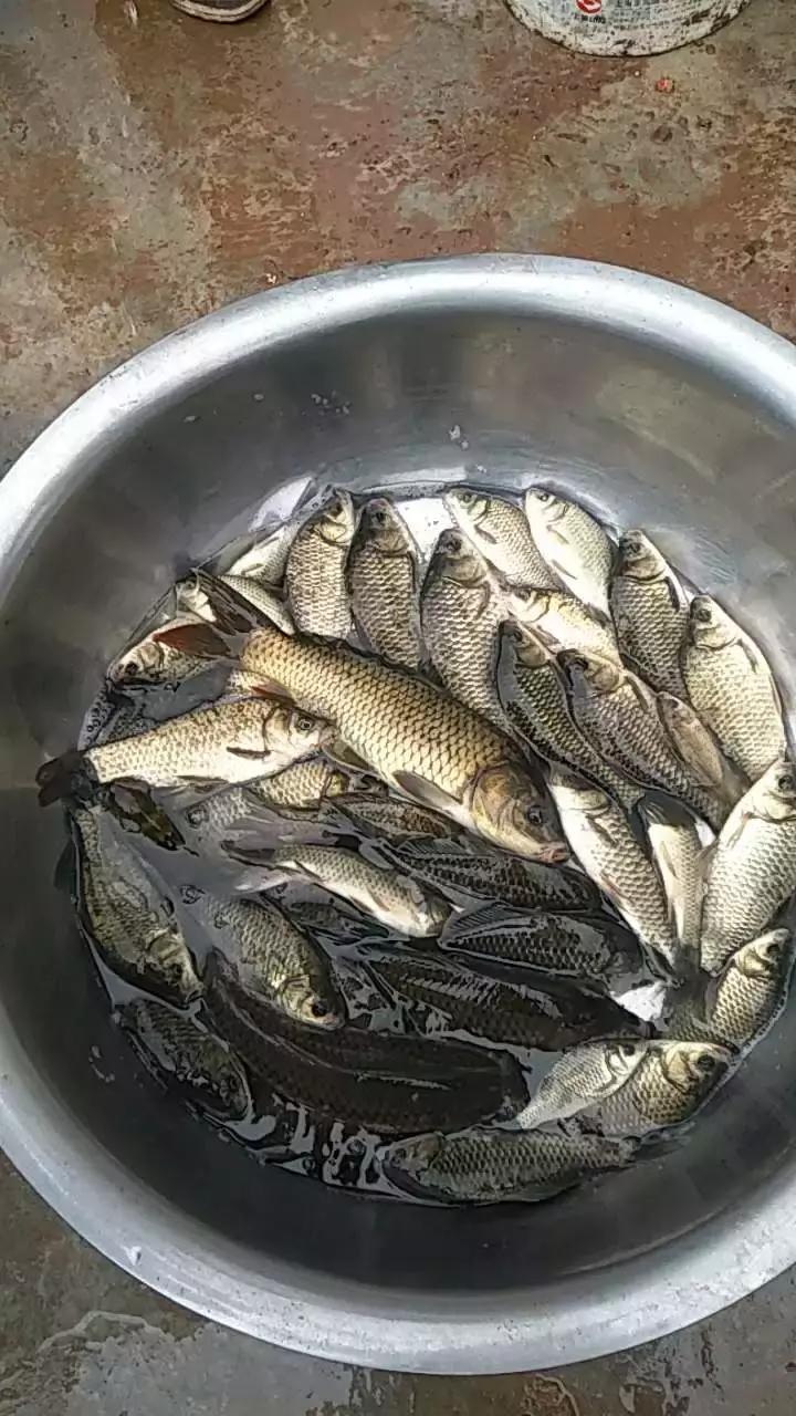 手竿钓草鱼还是海竿好,钓草鱼用海竿还是手竿好