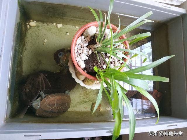 北方家里有暖气怎么让乌龟冬眠,北方冬天室内有暖气怎么养龟