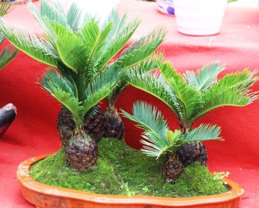 铁树盆栽浇水的正确方法,盆栽铁树怎么养不黄叶