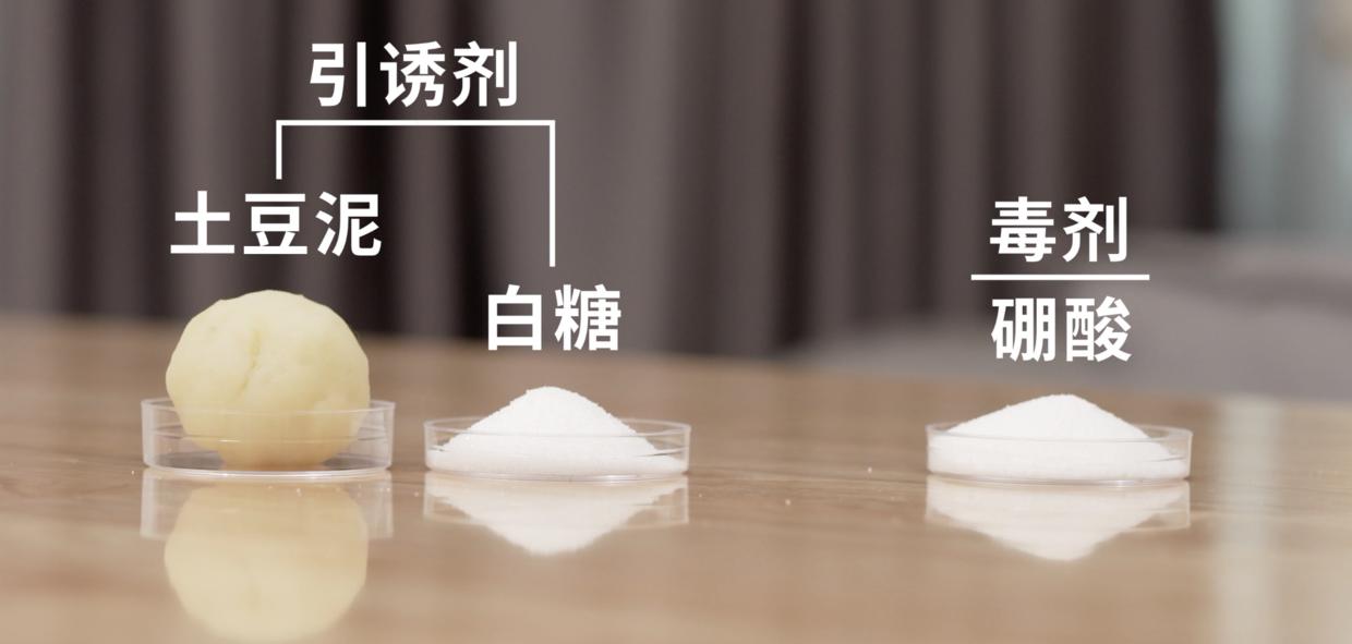 家中有蟑螂怎么一网打尽,家中发现一只蟑螂怎么办