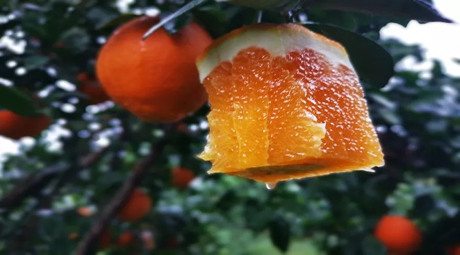 褚橙和赣南脐橙哪个好吃,赣南脐橙的主要竞争橙种