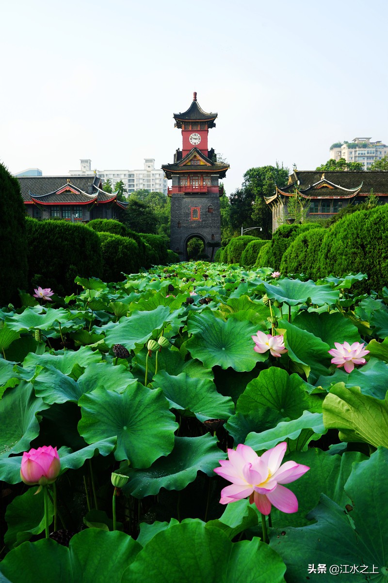 四川2022年高考文科最高分,2020年高考四川最高分的人