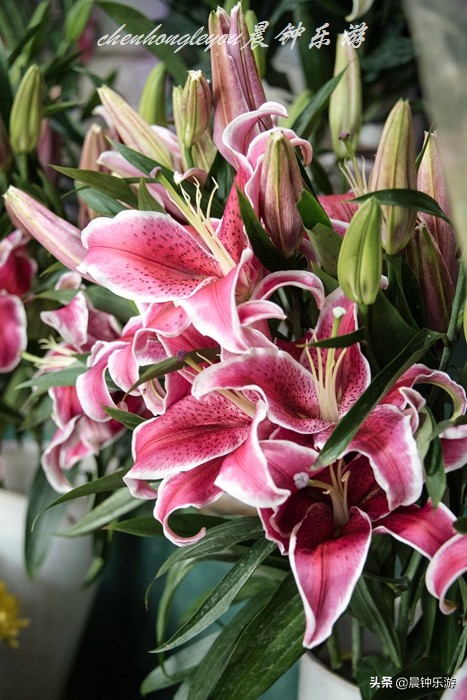 百合哪种颜色的花好闻,寓意好的花百合