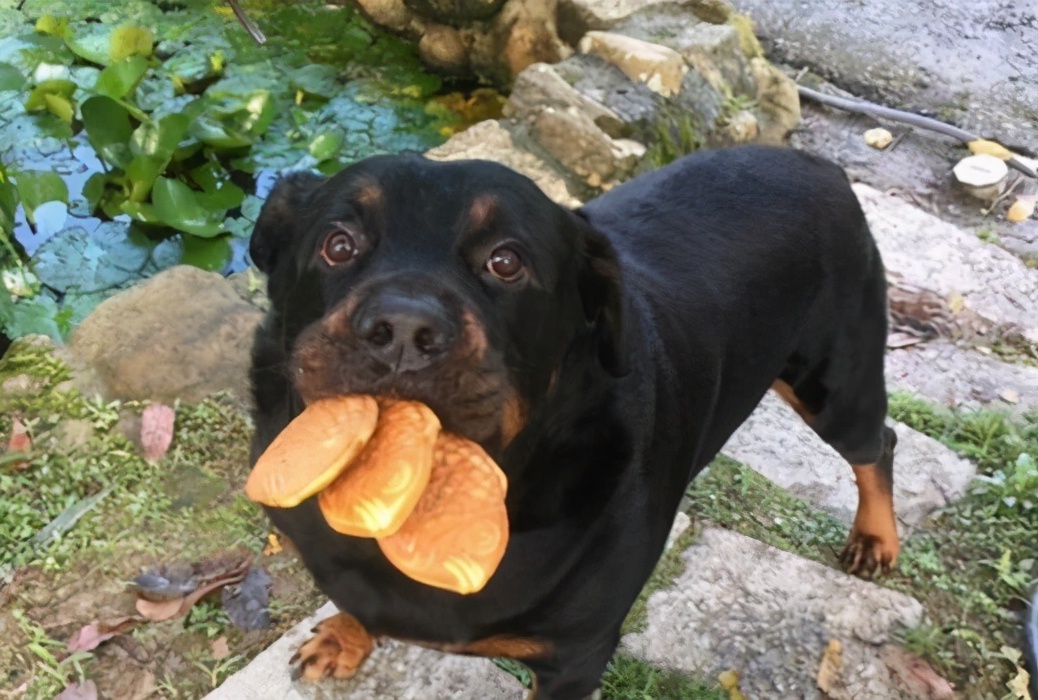 罗威纳为什么很少人养,德系罗威纳一般人能养得起吗