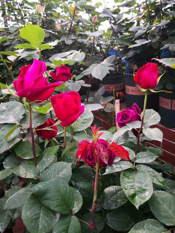 适合家庭养的清香花,5种清香花卉开花时满室芬芳不断