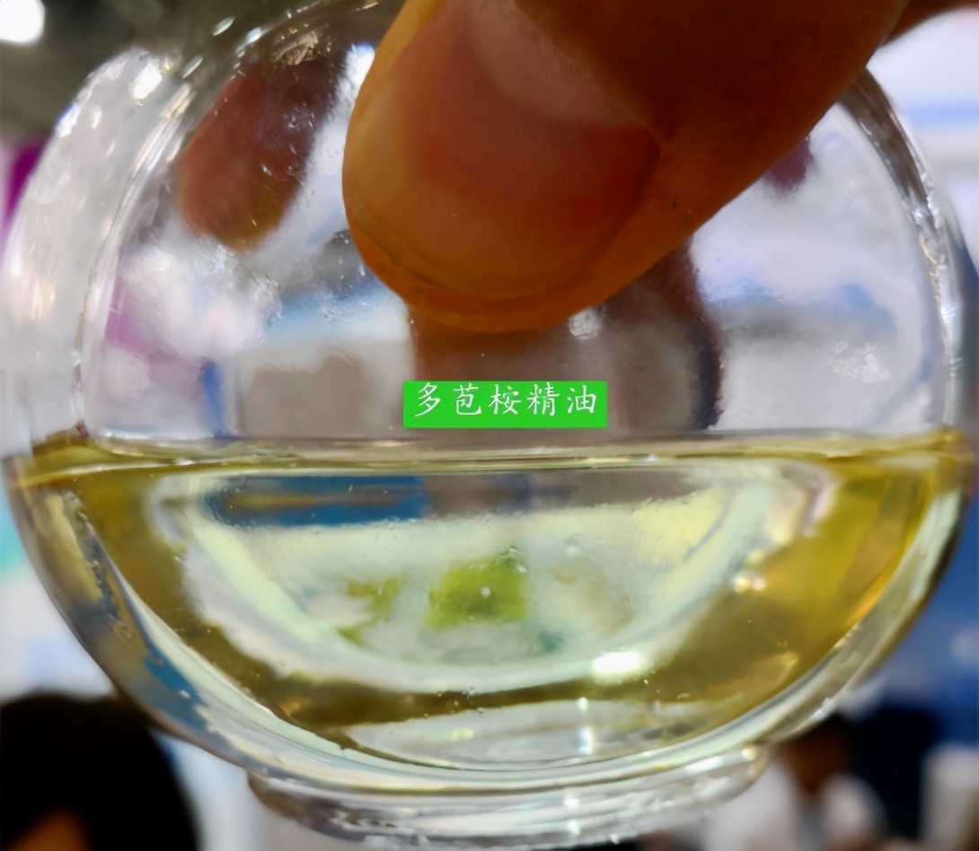 桉树精油可以预防感冒吗,桉树精油对弧菌有用吗