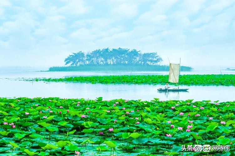 滕州湿地红荷节开幕式,第十九届滕州微山湖红荷节开幕