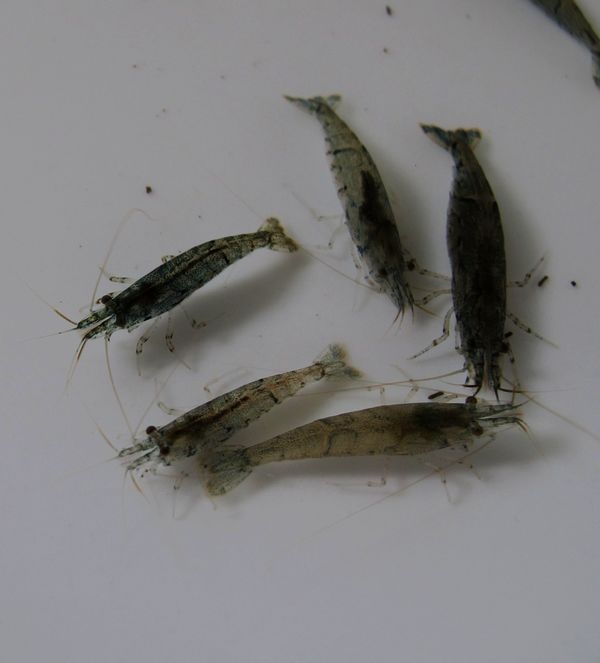 渤海湾野生海鲜图片,渤海湾海鲜为什么好