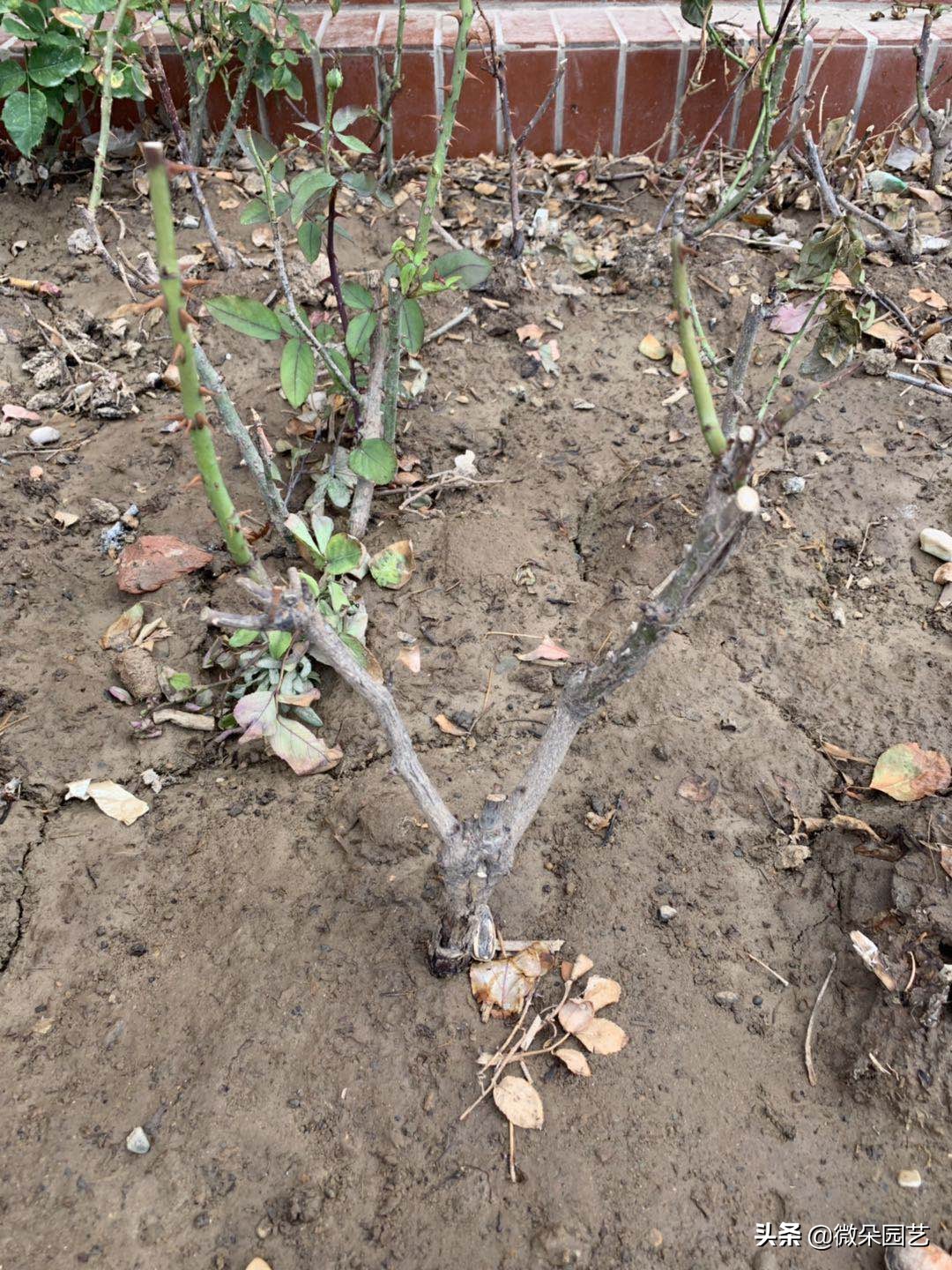 盆栽月季为什么慢慢枯枝黄叶呢,月季枝条上枯枝病枝要不要剪掉